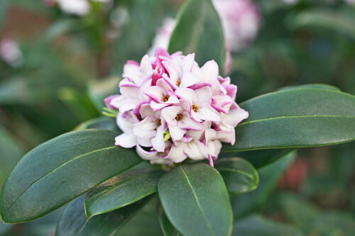 Daphne Leucanthe 'Odora'